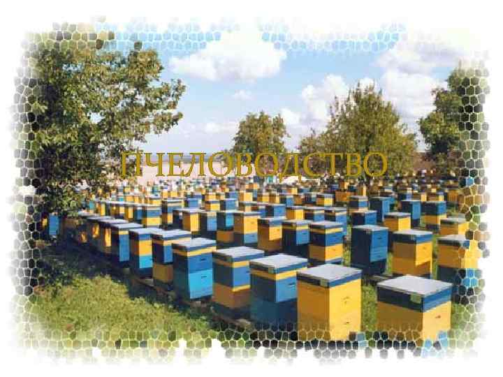 ПЧЕЛОВОДСТВО 