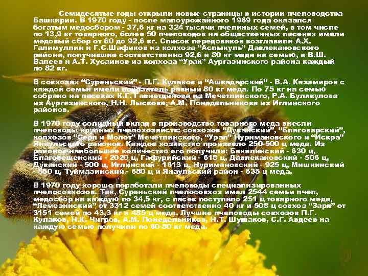 Семидесятые годы открыли новые страницы в истории пчеловодства Башкирии. В 1970 году - после