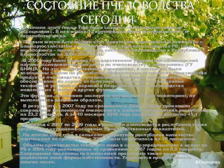 СОСТОЯНИЕ ПЧЕЛОВОДСТВА СЕГОДНЯ В начале этого года в Уфе была создана «Башкирская медовая ассоциация»