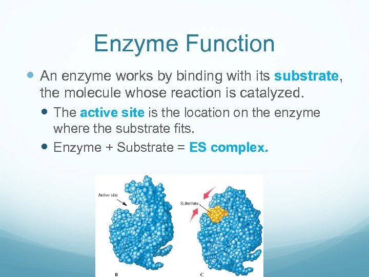 Enzyme Function An enzyme works by binding with its substrate, the molecule whose reaction