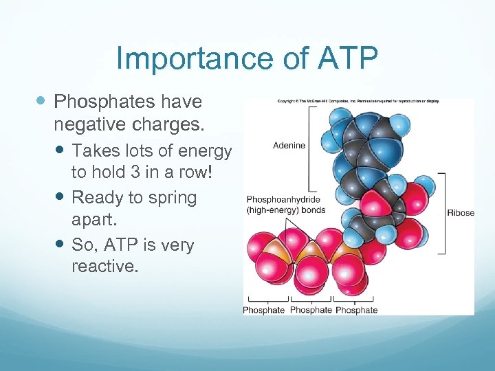 Importance of ATP Phosphates have negative charges. Takes lots of energy to hold 3