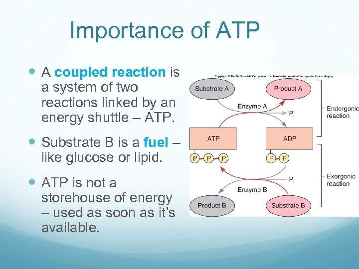 Importance of ATP A coupled reaction is a system of two reactions linked by