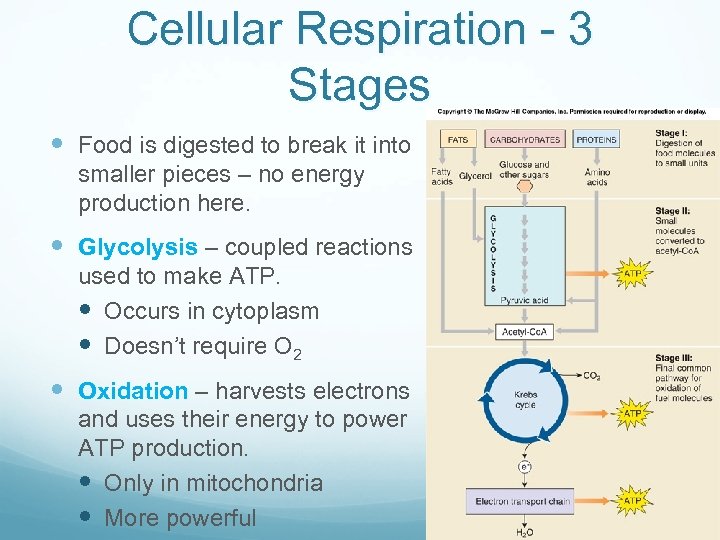 Cellular Respiration - 3 Stages Food is digested to break it into smaller pieces