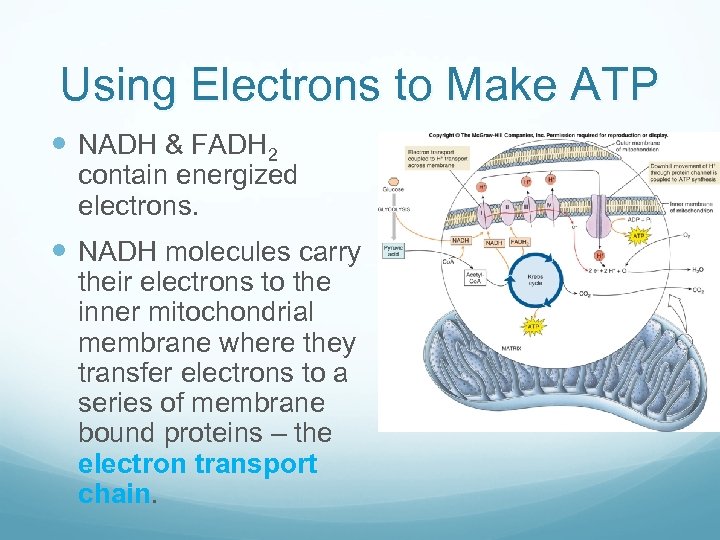 Using Electrons to Make ATP NADH & FADH 2 contain energized electrons. NADH molecules