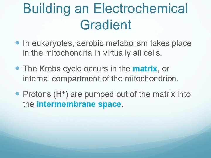 Building an Electrochemical Gradient In eukaryotes, aerobic metabolism takes place in the mitochondria in