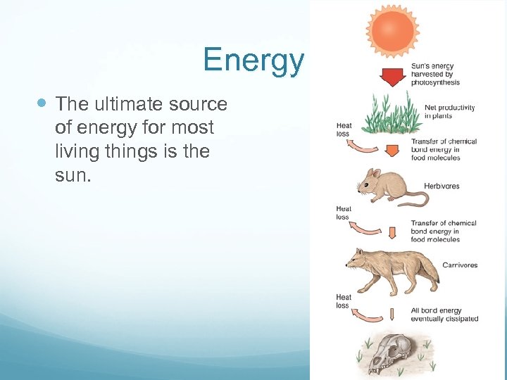 Energy The ultimate source of energy for most living things is the sun. 