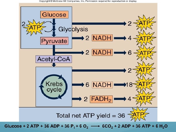 Glucose + 2 ATP + 36 ADP + 36 Pi + 6 O 2