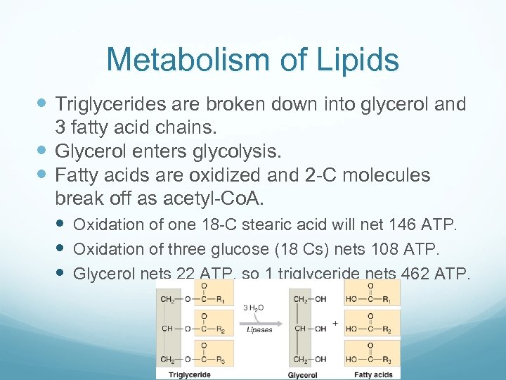 Metabolism of Lipids Triglycerides are broken down into glycerol and 3 fatty acid chains.