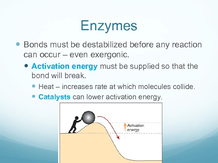 Enzymes Bonds must be destabilized before any reaction can occur – even exergonic. Activation