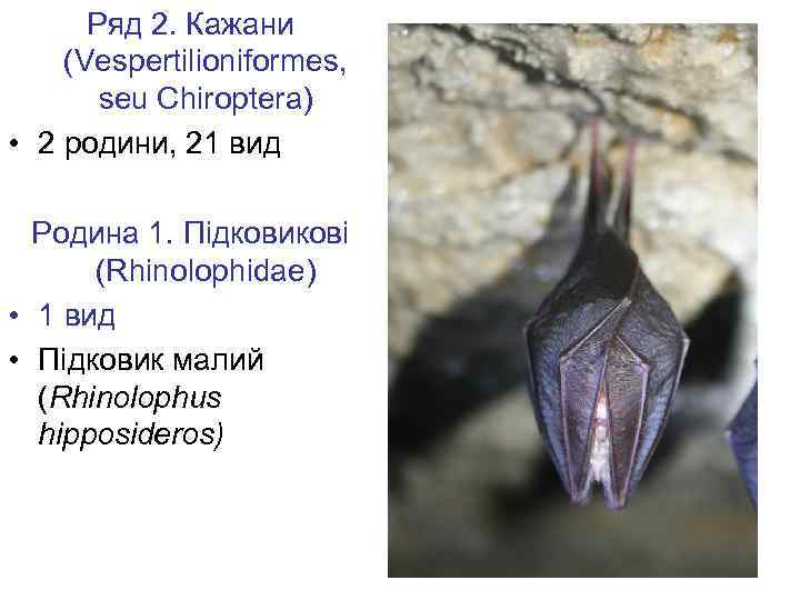 Ряд 2. Кажани (Vespertilioniformes, seu Chiroptera) • 2 родини, 21 вид Родина 1. Підковикові