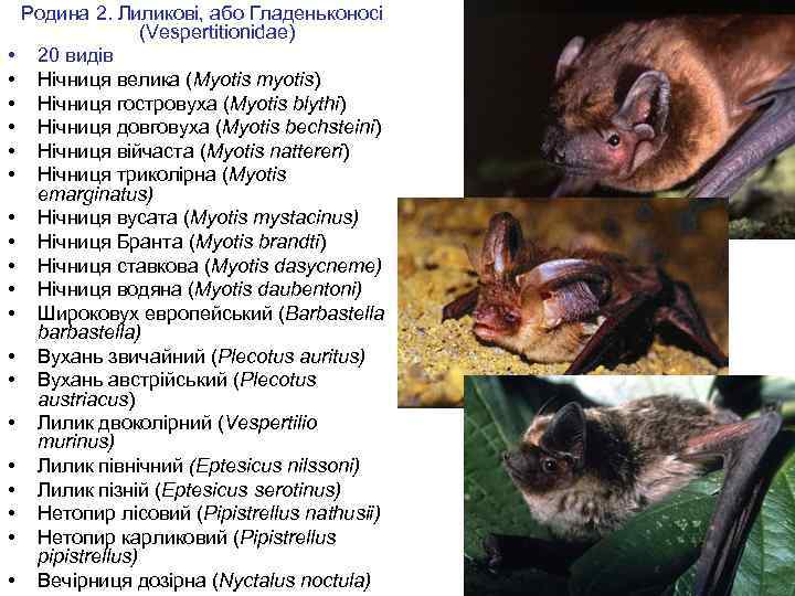 Родина 2. Лиликові, або Гладеньконосі (Vespertitionidae) • 20 видів • Нічниця велика (Myotis myotis)