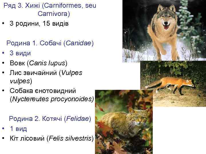 Ряд 3. Хижі (Carniformes, seu Carnivora) • 3 родини, 15 видів Родина 1. Собачі