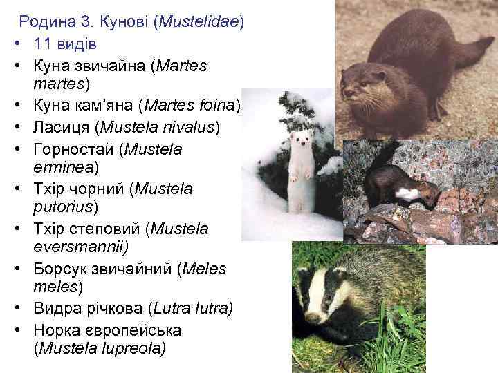 Родина 3. Кунові (Mustelidae) • 11 видів • Куна звичайна (Martes martes) • Куна