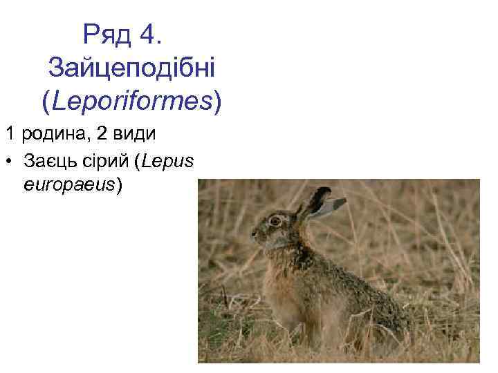 Ряд 4. Зайцеподібні (Leporiformes) 1 родина, 2 види • Заєць сірий (Lepus europaeus) 