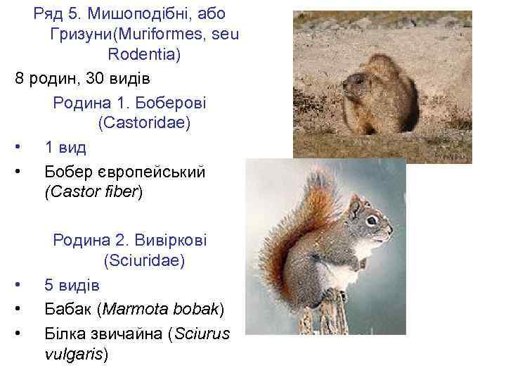 Ряд 5. Мишоподібні, або Гризуни(Muriformes, seu Rodentia) 8 родин, 30 видів Родина 1. Боберові