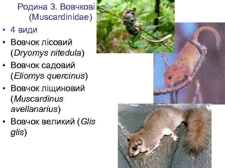  • • • Родина 3. Вовчкові (Muscardinidae) 4 види Вовчок лісовий (Dryomys nitedula)