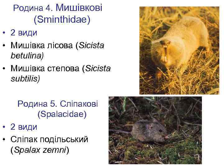 Родина 4. Мишівкові (Sminthidae) • 2 види • Мишiвка лісова (Sicista betulina) • Мишiвка