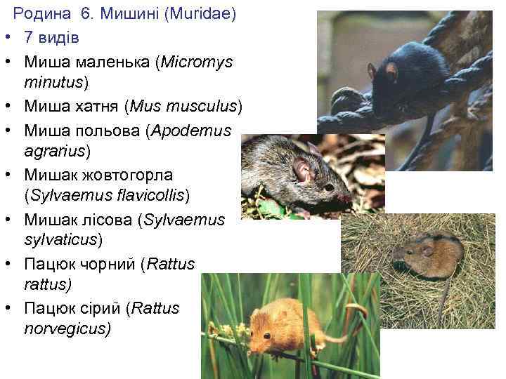 Родина 6. Мишині (Muridae) • 7 видів • Миша маленька (Micromys minutus) • Миша