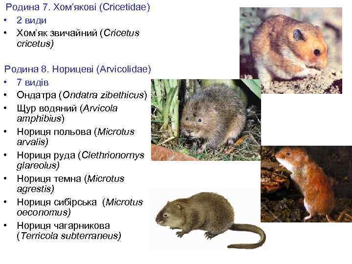 Родина 7. Хом’якові (Cricetidae) • 2 види • Хом’як звичайний (Cricetus cricetus) Родина 8.