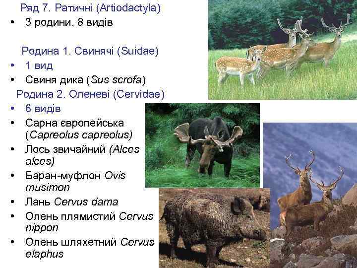 Ряд 7. Ратичні (Artiodactyla) • 3 родини, 8 видів Родина 1. Свинячі (Suidae) •