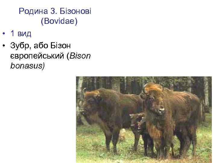 Родина 3. Бізонові (Bovidae) • 1 вид • Зубр, або Бізон європейський (Bison bonasus)