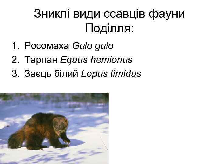 Зниклі види ссавців фауни Поділля: 1. Росомаха Gulo gulo 2. Тарпан Equus hemionus 3.