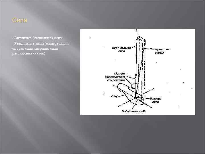 Сила • Активные (мышечная) силы • Реактивные силы (сила реакции опоры, сила инерции, сила