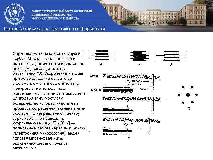 Кафедра физики, математики и информатики Саркоплазматический ретикулум и Ттрубки. Миозиновые (толстые) и актиновые (тонкие)