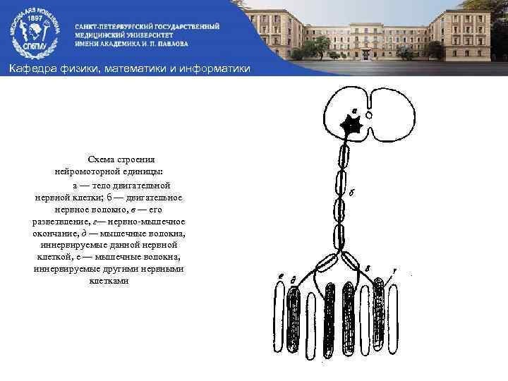 Кафедра физики, математики и информатики Схема строения нейромоторной единицы: а — тело двигательной нервной