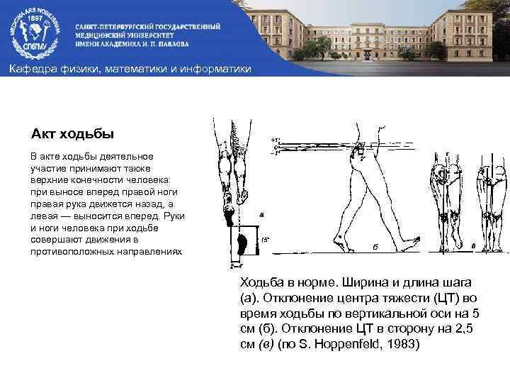 Кафедра физики, математики и информатики Акт ходьбы В акте ходьбы деятельное участие принимают также