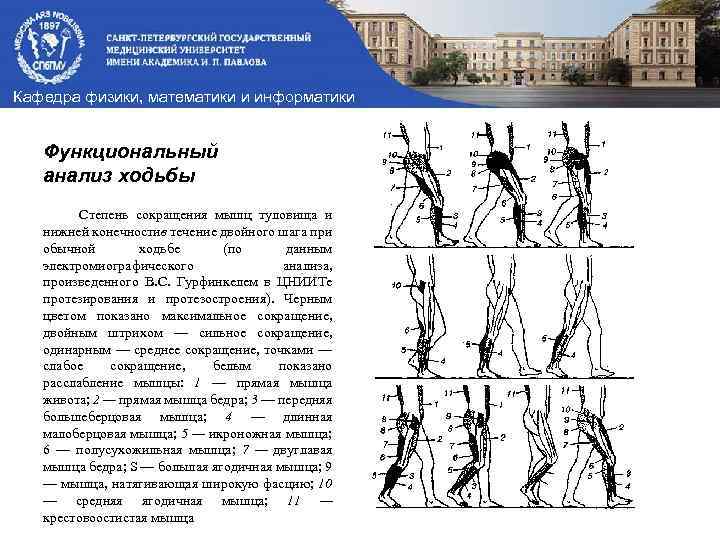 Кафедра физики, математики и информатики Функциональный анализ ходьбы Степень сокращения мышц туловища и нижней