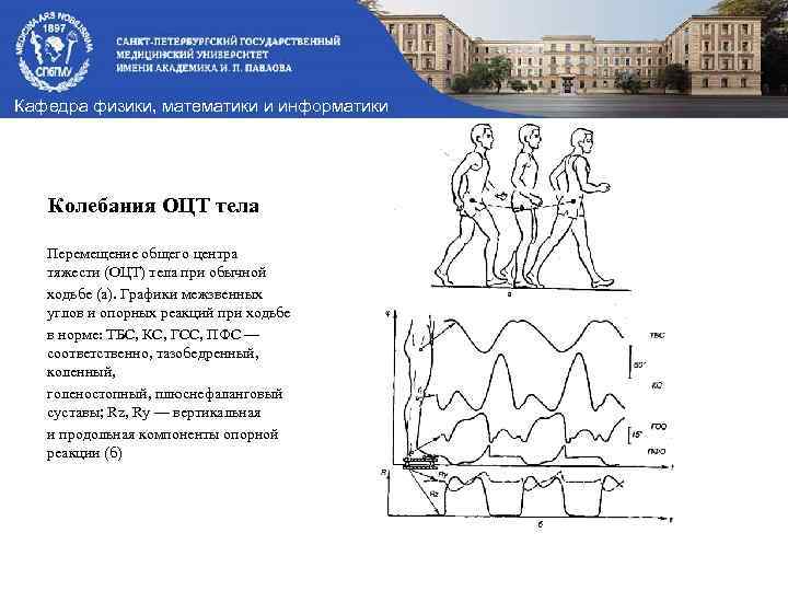 Кафедра физики, математики и информатики Колебания ОЦТ тела Перемещение общего центра тяжести (ОЦТ) тела