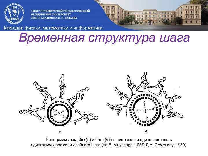 Кафедра физики, математики и информатики Временная структура шага Кинограммы ходьбы (а) и бега (б)