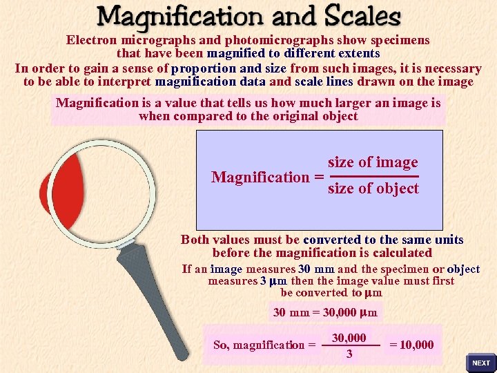 Electron micrographs and photomicrographs show specimens that have been magnified to different extents In