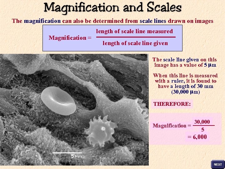 The magnification can also be determined from scale lines drawn on images Magnification =