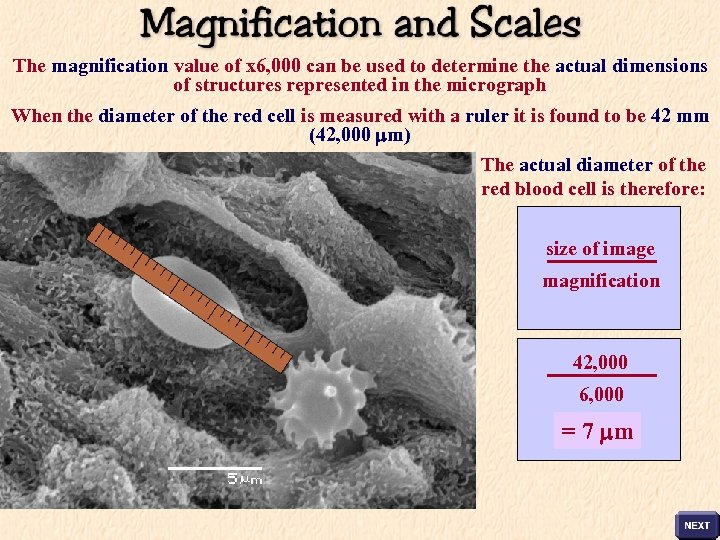 The magnification value of x 6, 000 can be used to determine the actual