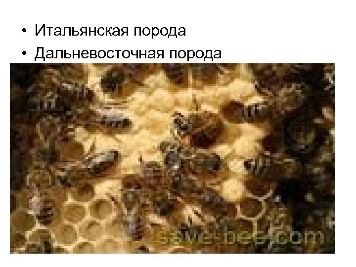  • Итальянская порода • Дальневосточная порода 