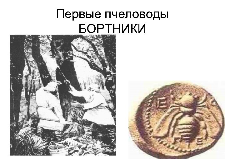 Первые пчеловоды БОРТНИКИ 