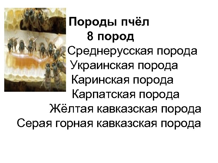 Породы пчёл 8 пород Среднерусская порода Украинская порода Карпатская порода Жёлтая кавказская порода Серая
