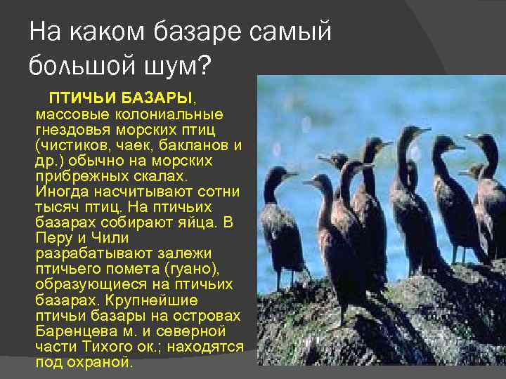  На каком базаре самый большой шум? ПТИЧЬИ БАЗАРЫ, массовые колониальные гнездовья морских птиц