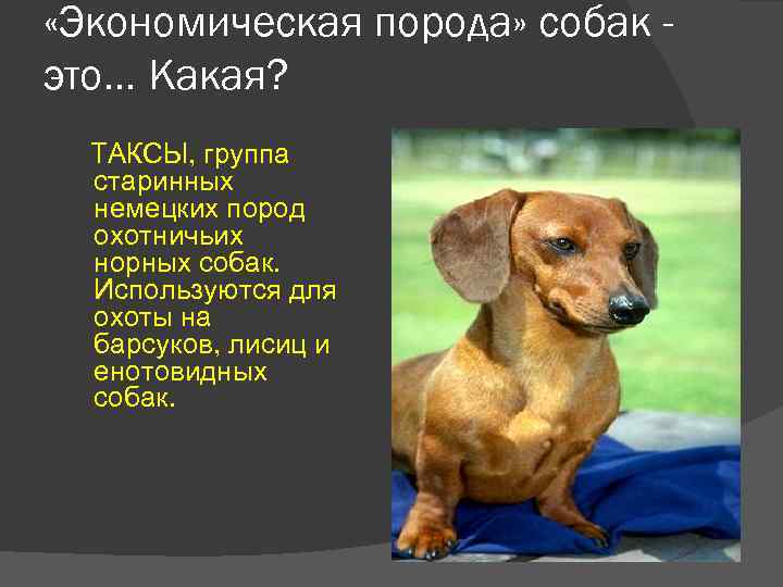  «Экономическая порода» собак это. . . Какая? ТАКСЫ, группа старинных немецких пород охотничьих
