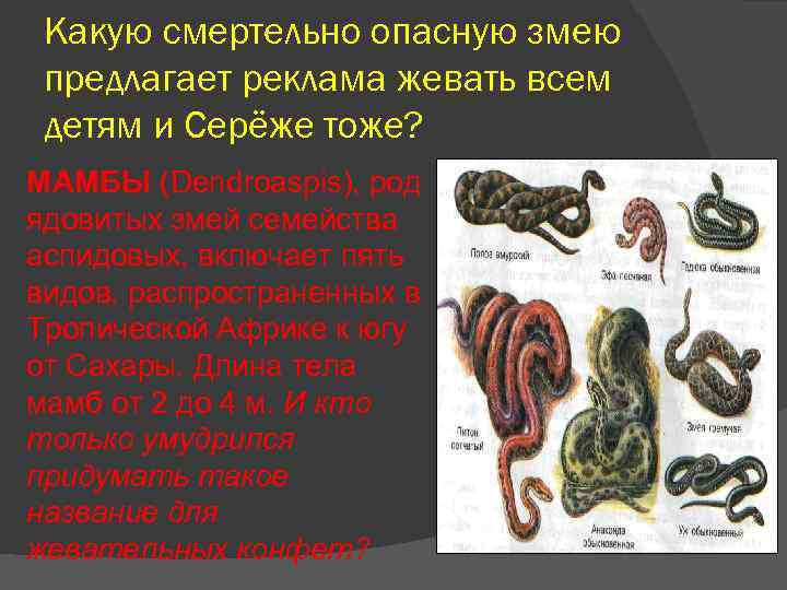 Какую смертельно опасную змею предлагает реклама жевать всем детям и Серёже тоже? МАМБЫ (Dendroaspis),