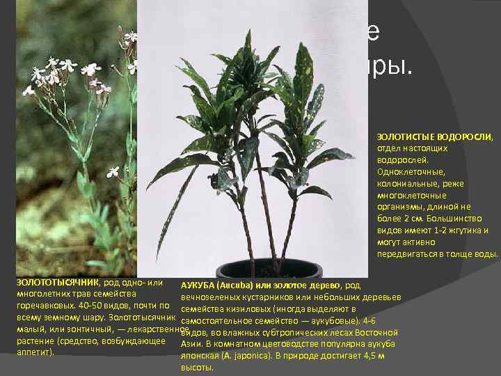 Назовите растения, которые знают и обожают все банкиры. ЗОЛОТИСТЫЕ ВОДОРОСЛИ, отдел настоящих водорослей. Одноклеточные,