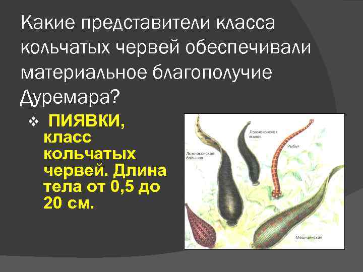 Какие представители класса кольчатых червей обеспечивали материальное благополучие Дуремара? v ПИЯВКИ, класс кольчатых червей.