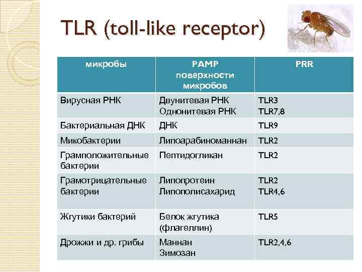 TLR (toll-like receptor) микробы PAMP поверхности микробов PRR Вирусная РНК Двунитевая РНК Однонитевая РНК