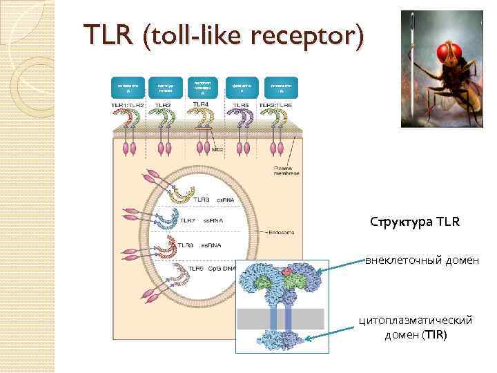 TLR (toll-like receptor) липопепти д пептидо гликан липопол исахари д флагелли н липопепти д