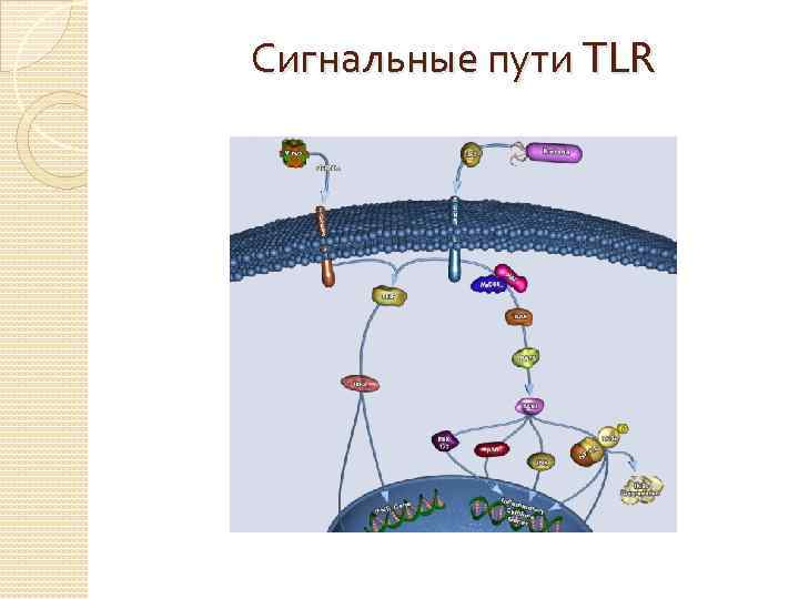 Сигнальные пути TLR 