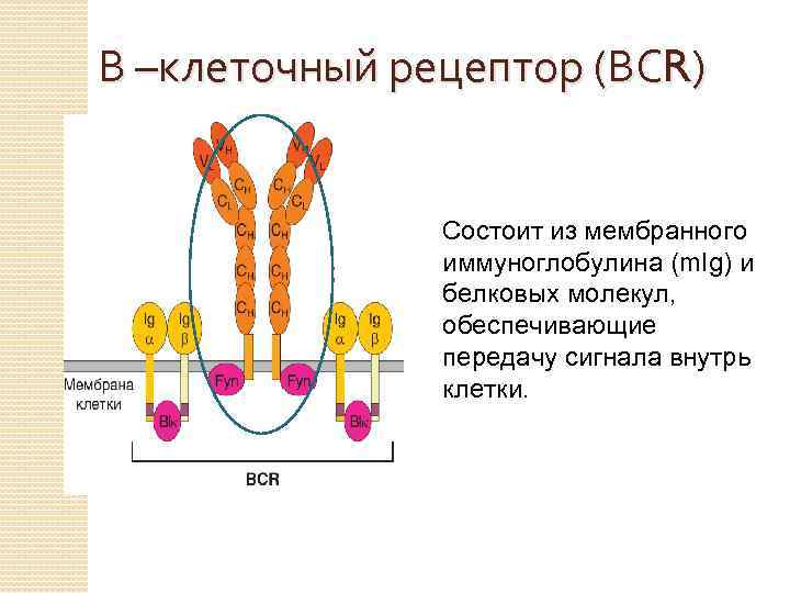 В –клеточный рецептор (ВСR) Состоит из мембранного иммуноглобулина (m. Ig) и белковых молекул, обеспечивающие
