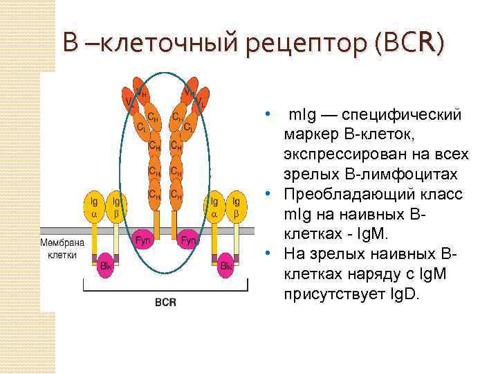 В –клеточный рецептор (ВСR) • m. Ig — специфический маркер В-клеток, экспрессирован на всех