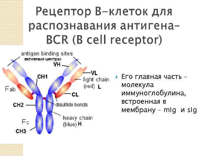  Его главная часть – молекула иммуноглобулина, встроенная в мембрану – m. Ig и